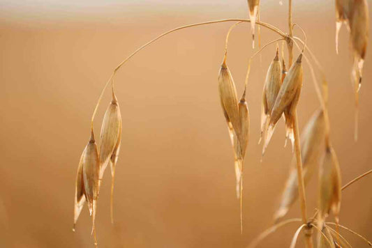 Cultivating change: The regenerative organic oats journey