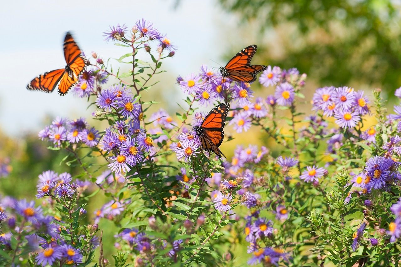 Butterflies on a deals Garden Path