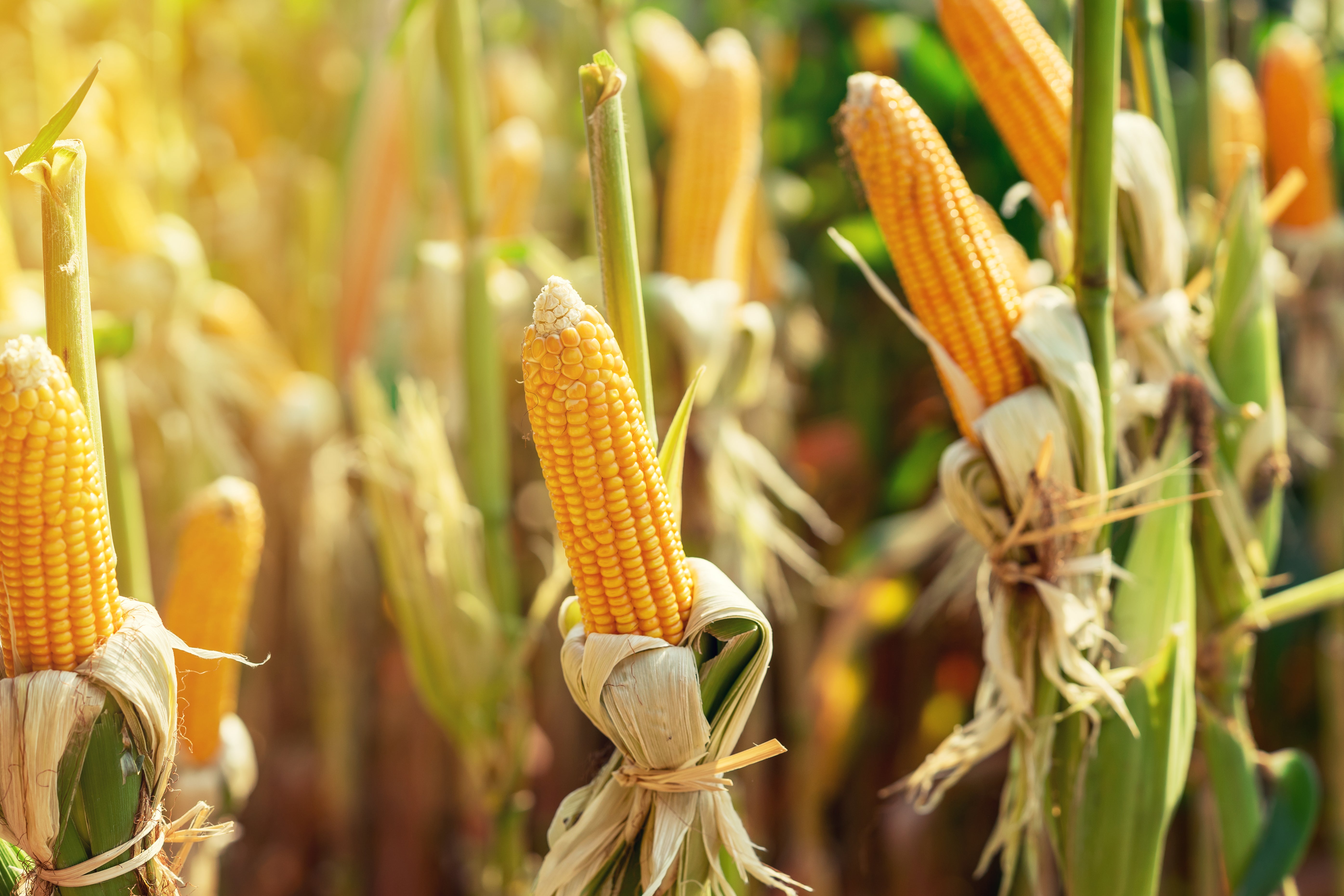 Growing Sweet Corn in Your Organic Garden