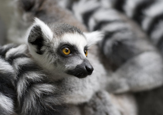 Meet the Lemur