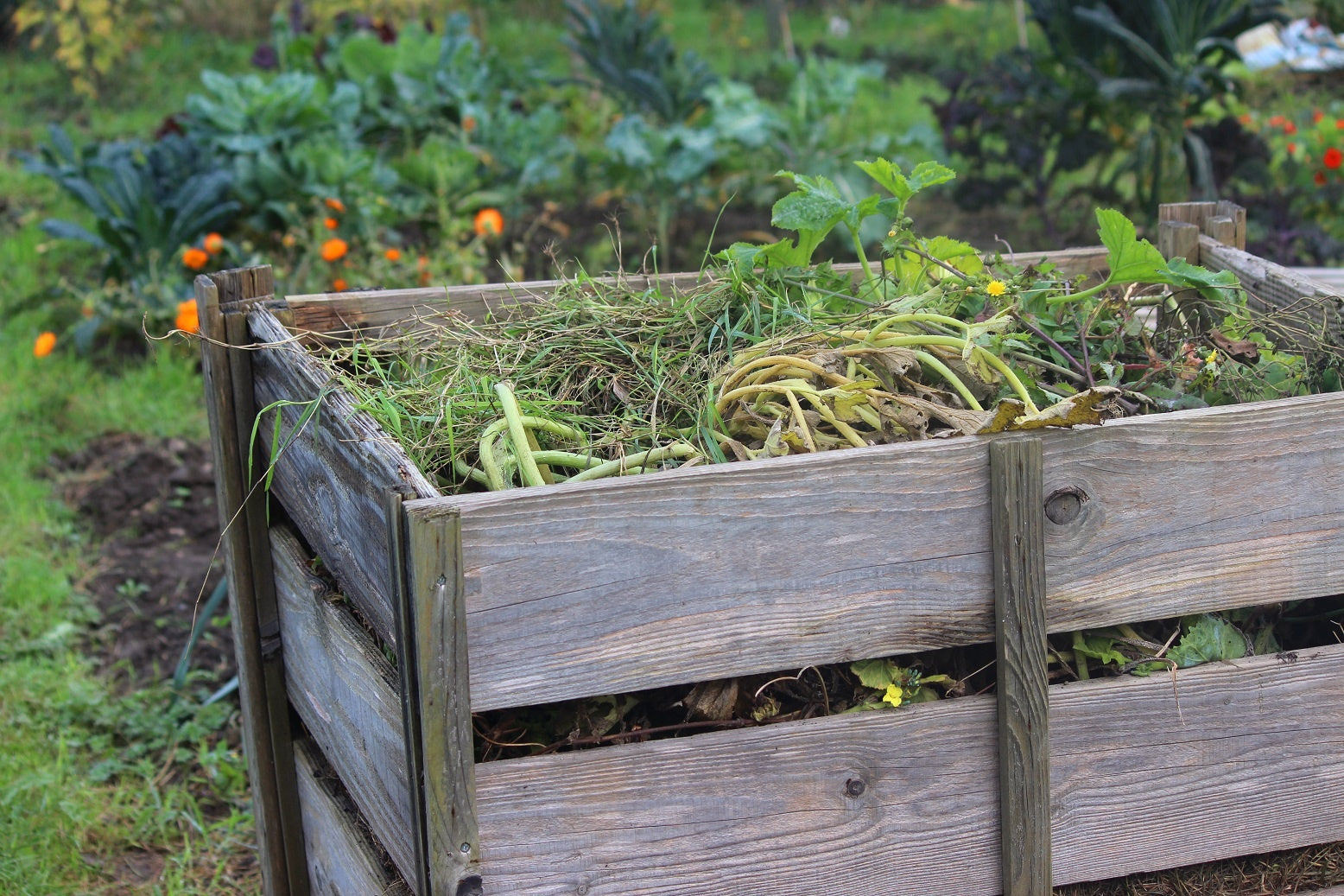 ▷ Compost de Jardín: ✓ Todo lo que debes saber sobre el compost