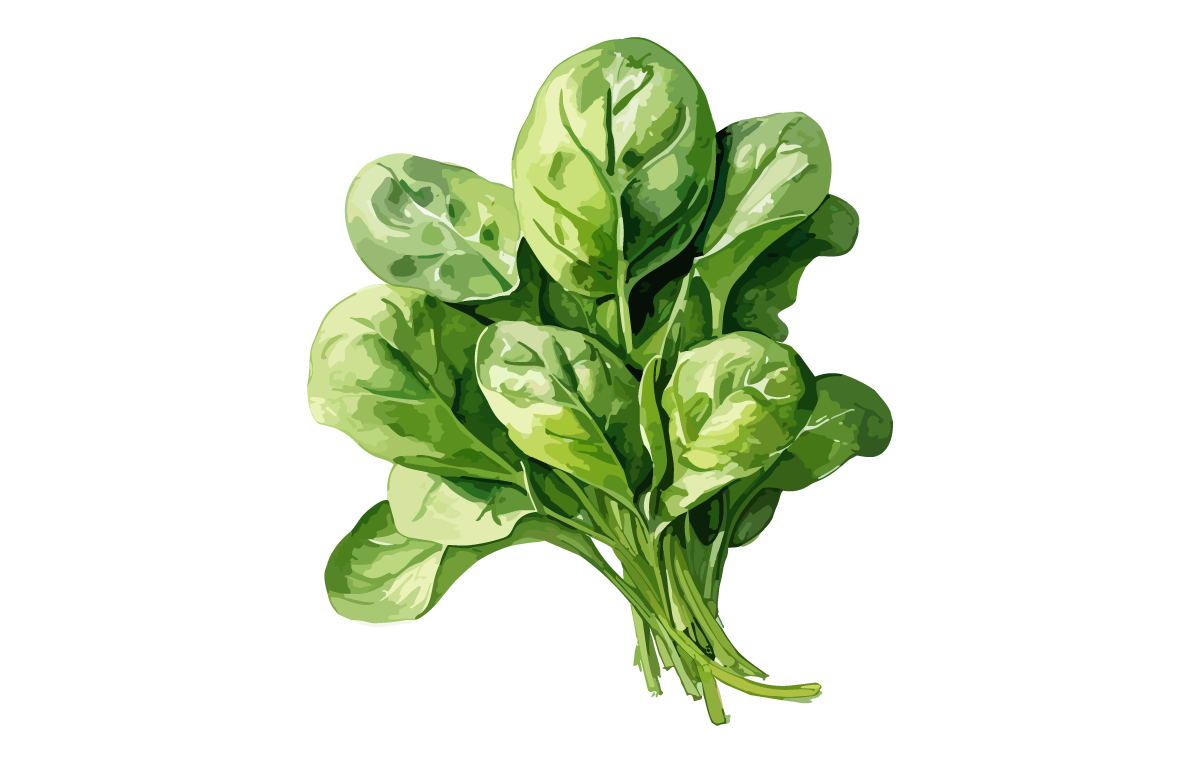 Spinach