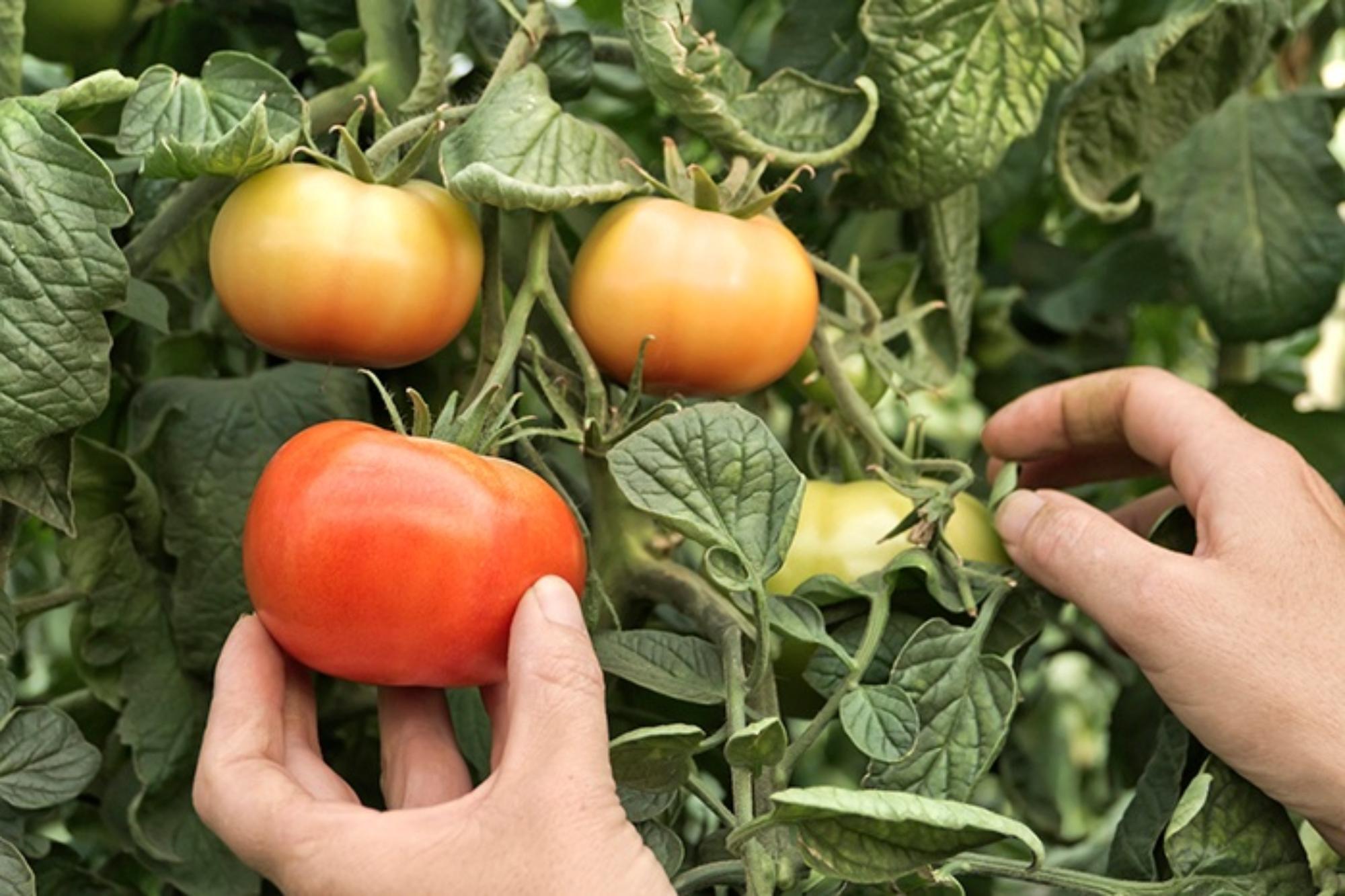 11 Organic Gardening Tips for August