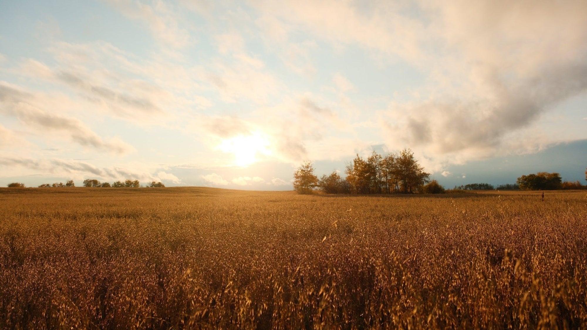 Growing a Brighter Food Future: How the ROO Initiative is Inspiring a New Generation of Regenerative Organic Farmers