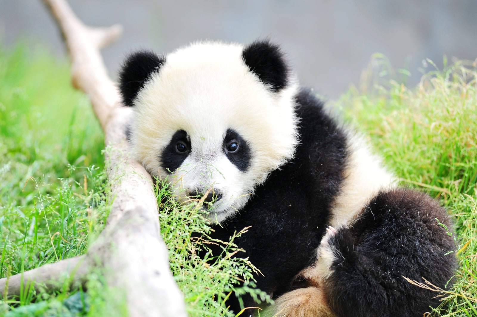 Giant Panda Wallpaper Bears Giant Pandas In Wolong National Nature
