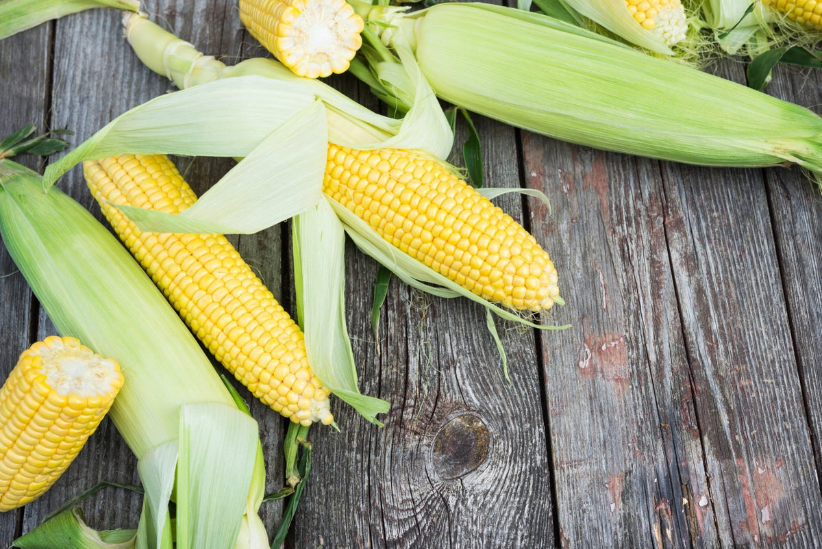 All About Organic Corn – Nature's Path