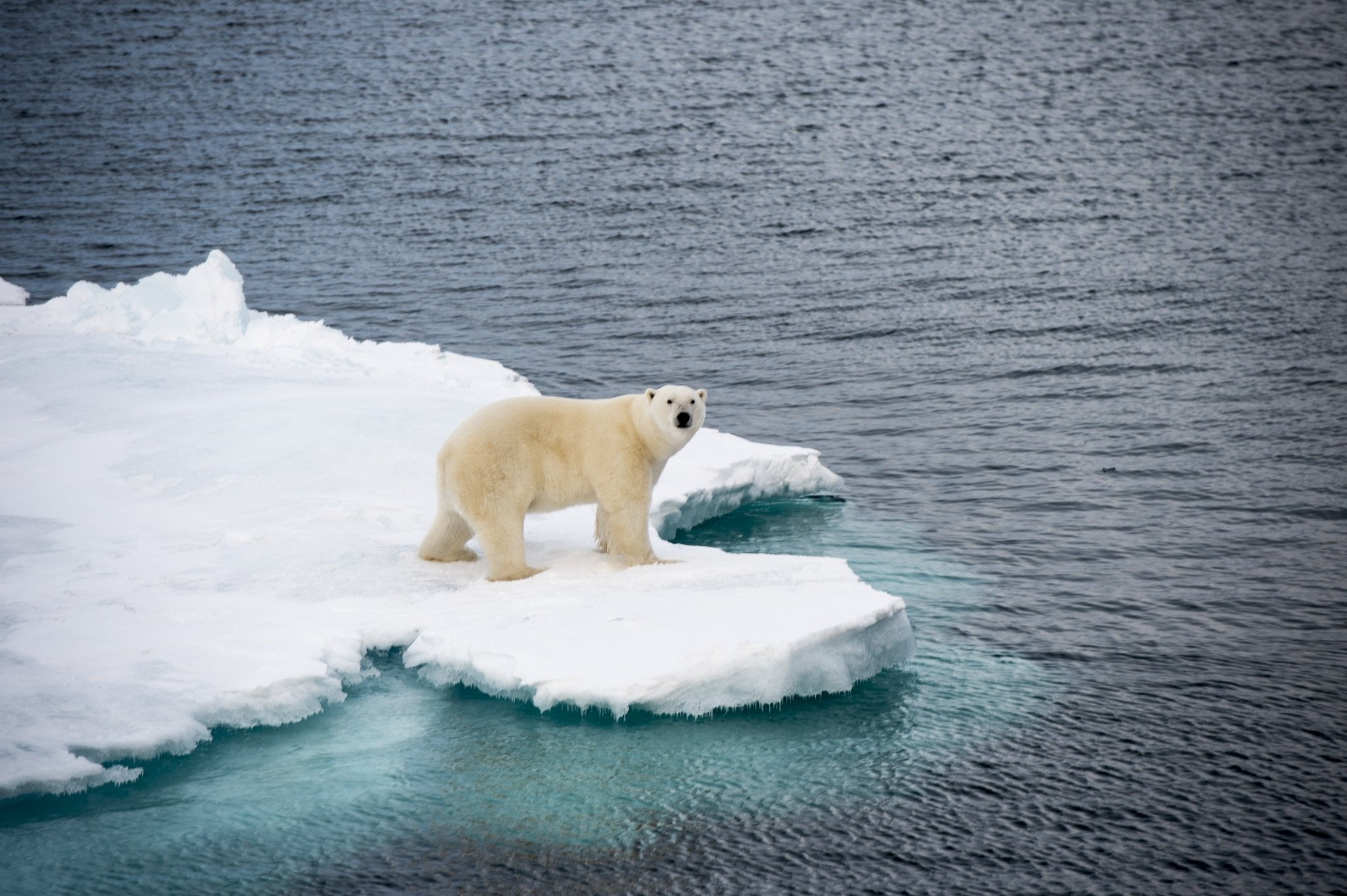 Climate Change and Animals