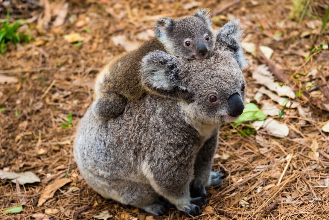 Help Save the Animals: Meet the Koala