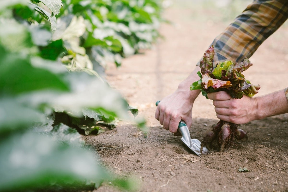 15 Resources to Get Informed About Organic Food