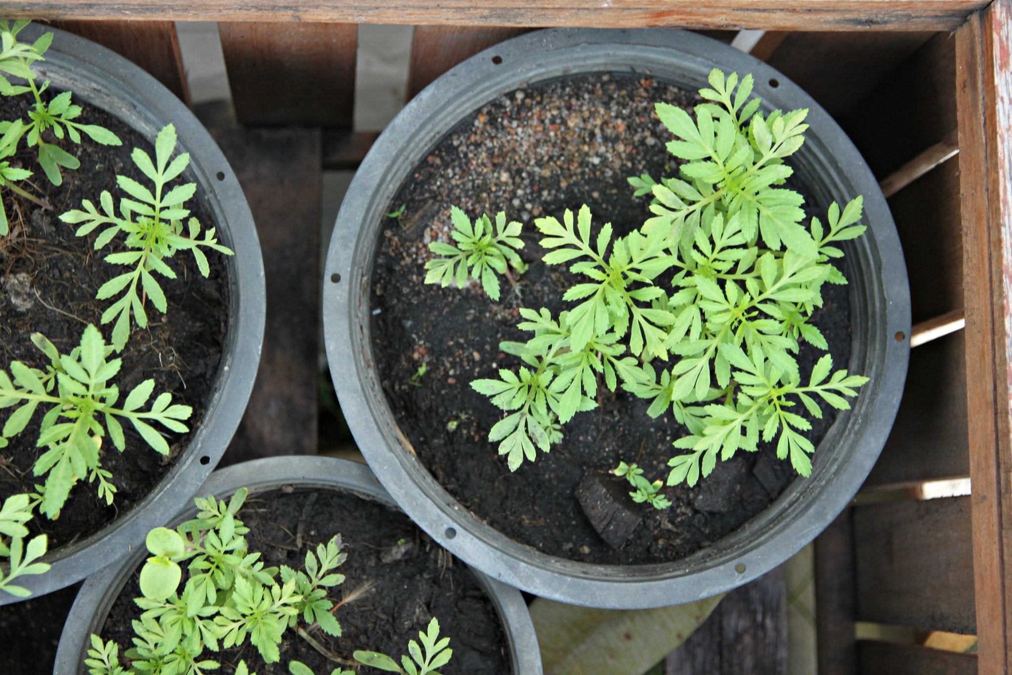 Organic Gardening with a Small Space