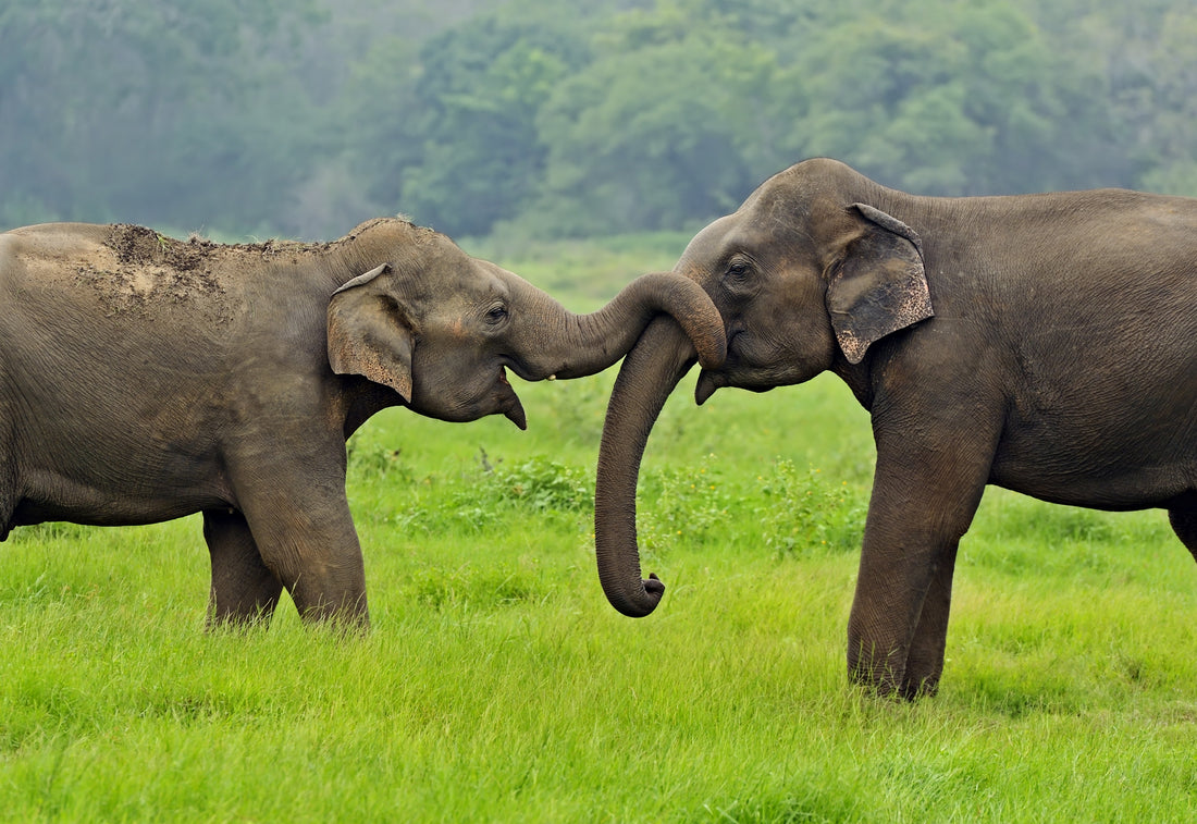Conserving Asian Elephants with Wild Earth Allies