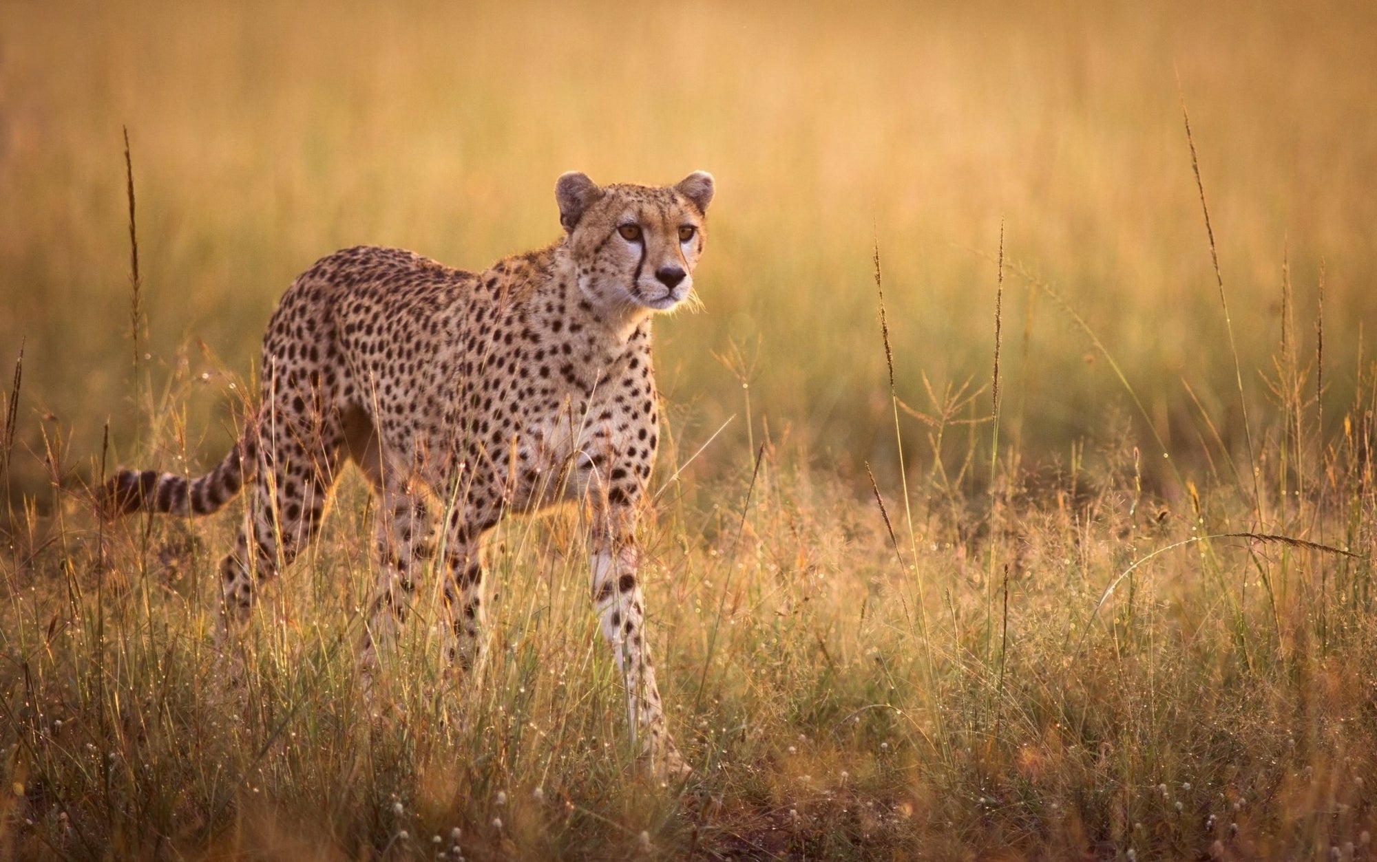 Meet the Cheetah