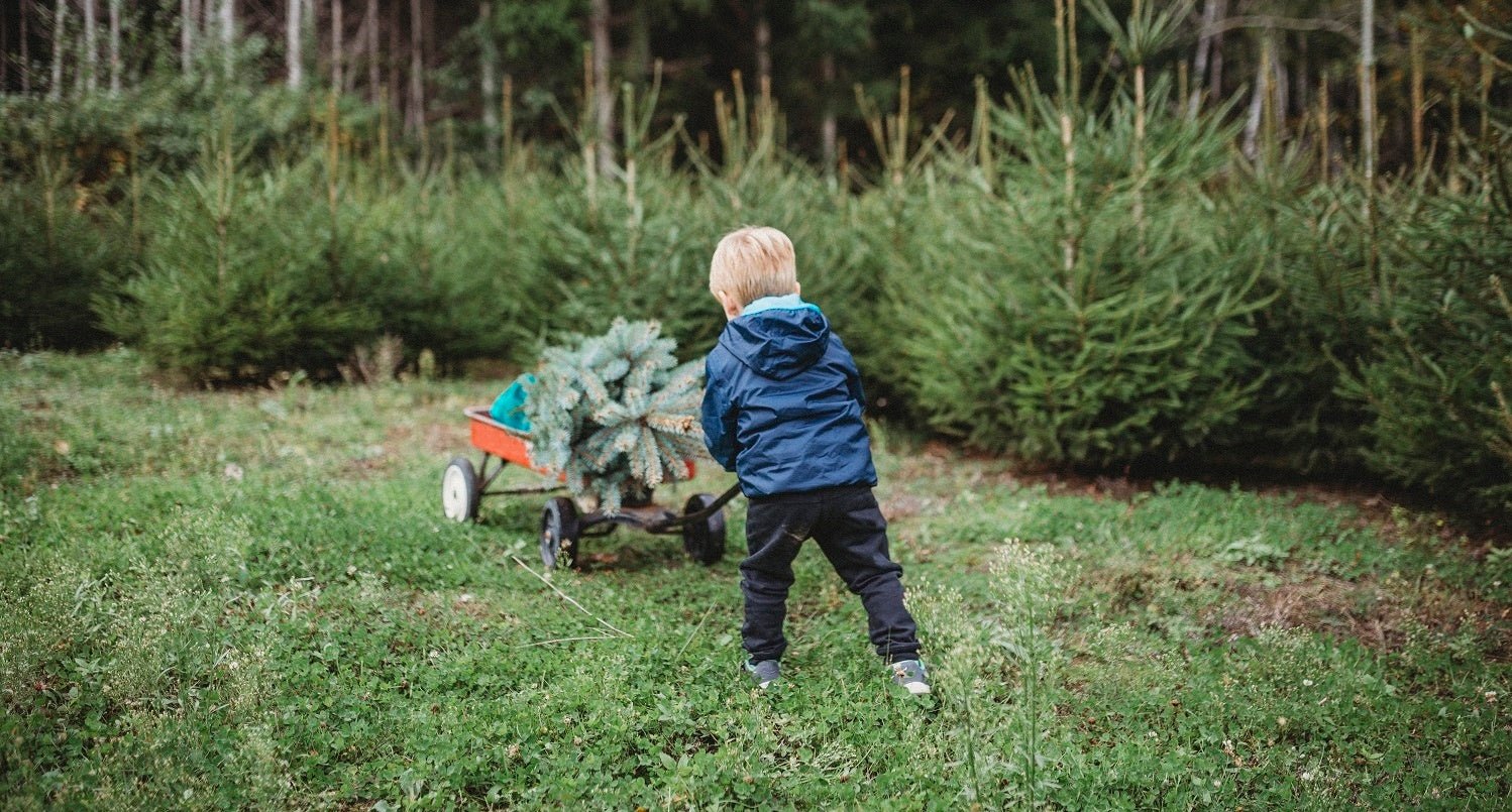 Buying and Planting a Living Christmas Tree