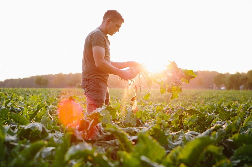 The History of How Organic Farming was Reclaimed