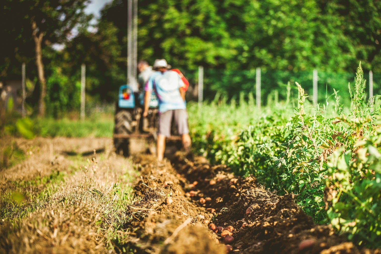 How Small Farms are Feeding the World