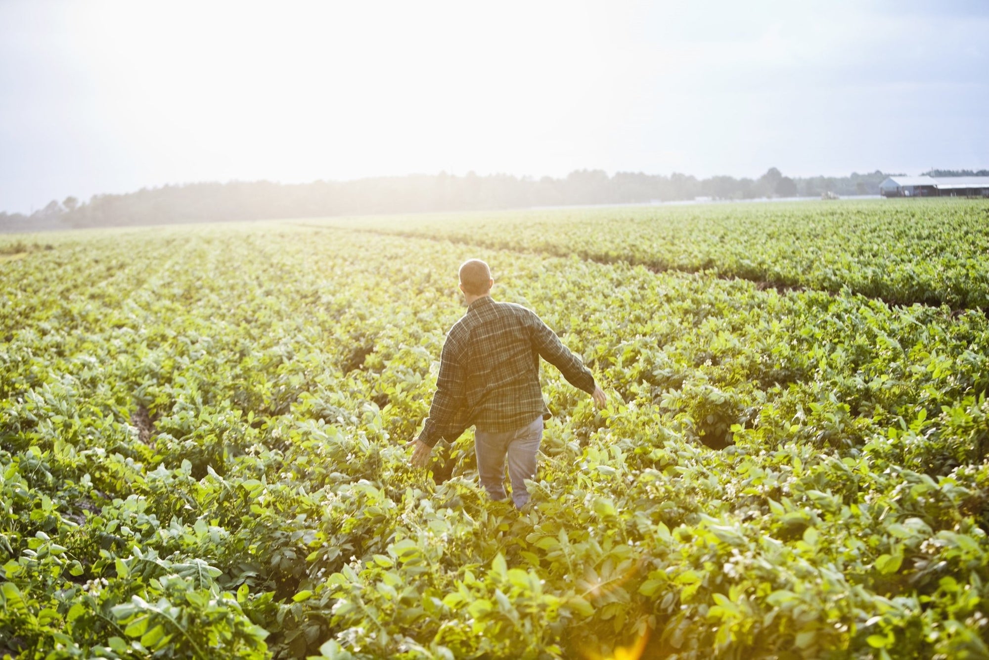 What Organic Can Teach Us About Farming Without Fossil Fuels