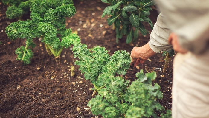 12 Organic Gardening Tips for July