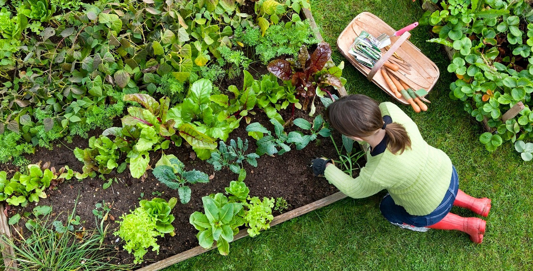 Crop Rotation for a Healthy Organic Garden
