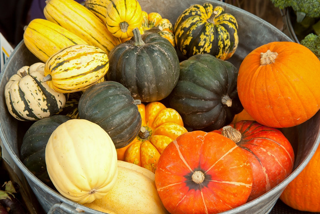 How to Grow Squash and Pumpkins