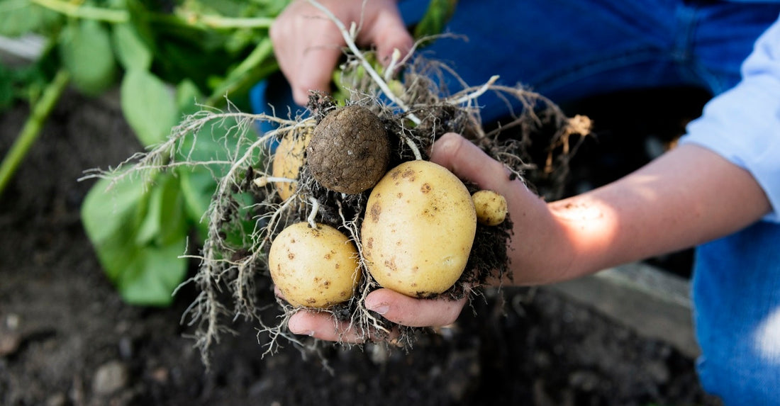 How to Grow Potatoes and Sweet Potatoes in Your Organic Garden