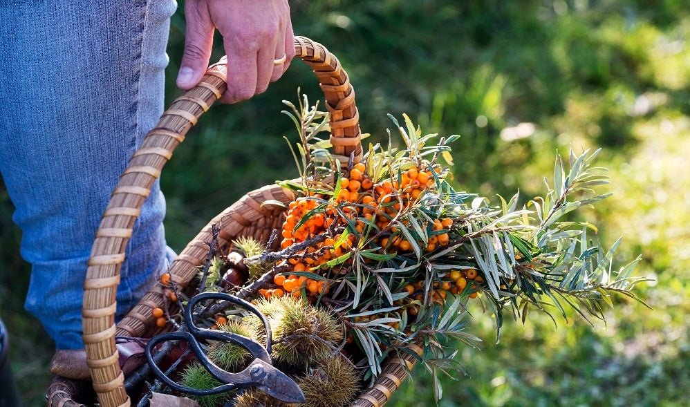 A Guide to Foraging Wild Edibles – Nature's Path
