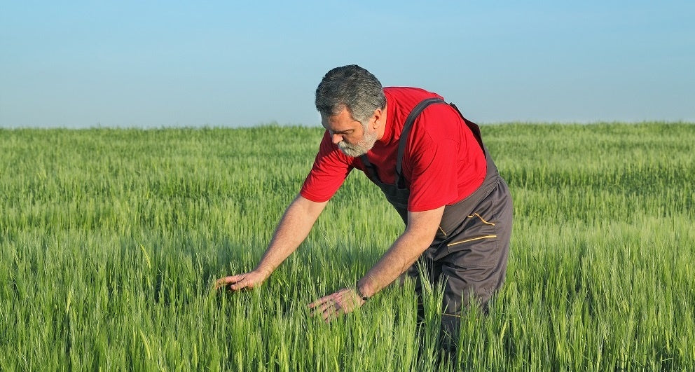 How Organic Farming is Reinventing Wheat (In a Good Way)