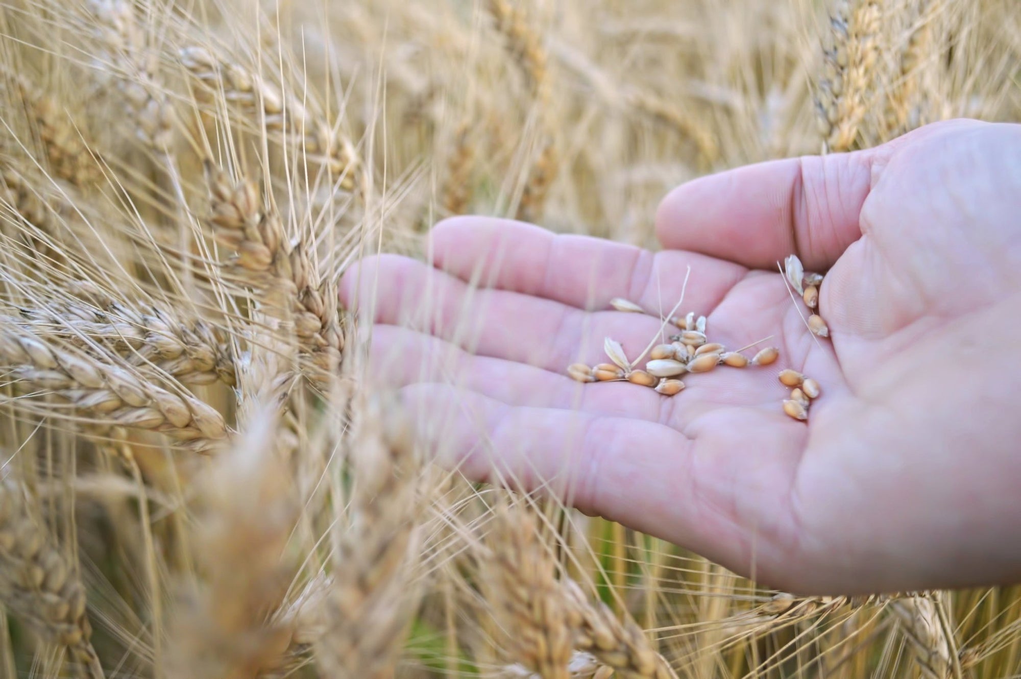 The Battle Over Intellectual Rights and Organic Seeds