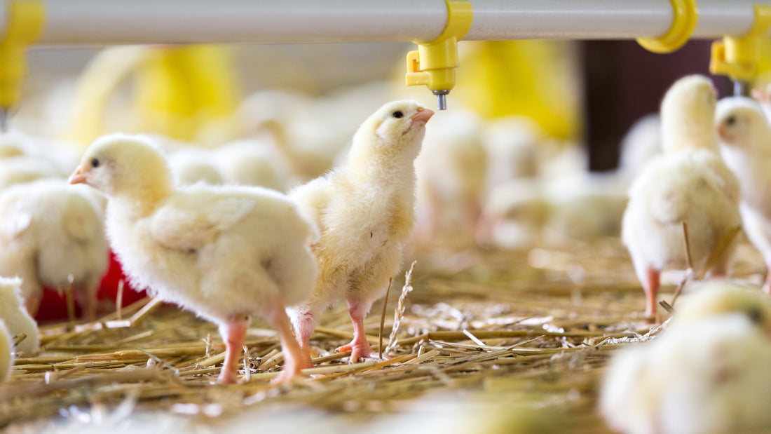The Impact of Industrialized Animal Agriculture By the Numbers