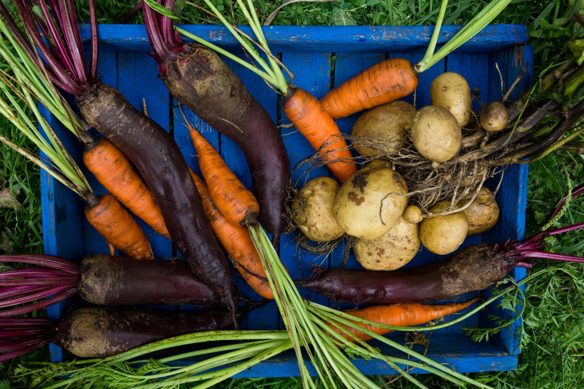 How to Grow Root Crops in Your Organic Garden