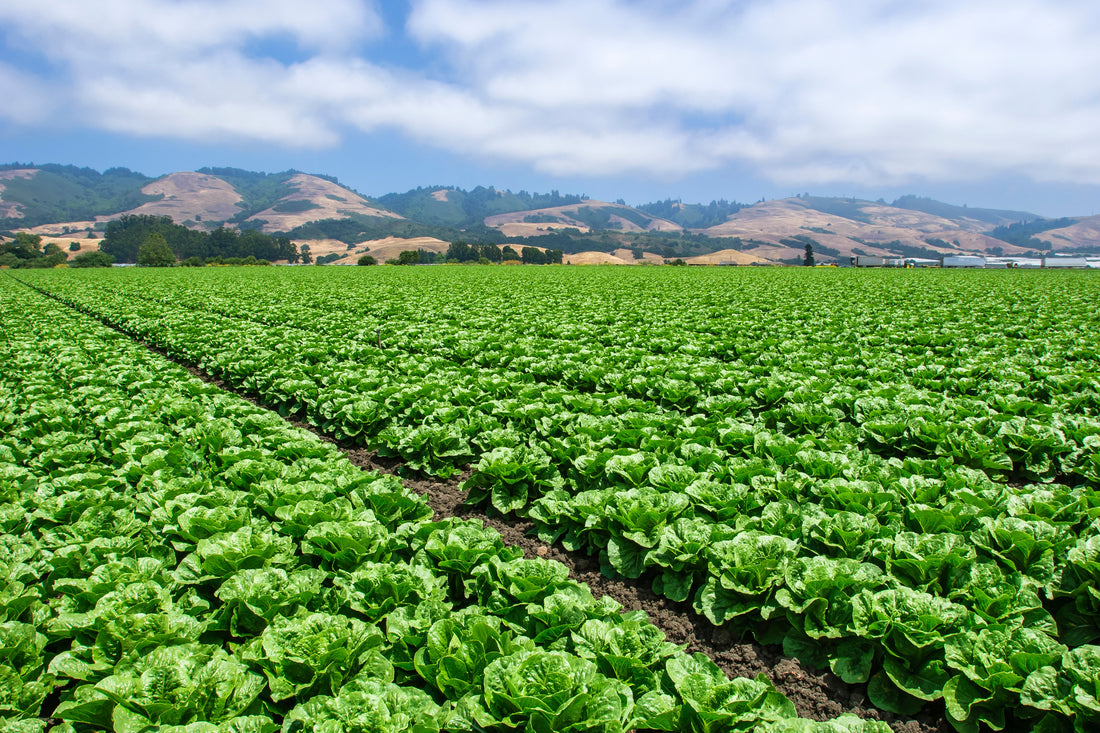 How Organic Farming Protects and Conserves Clean Water