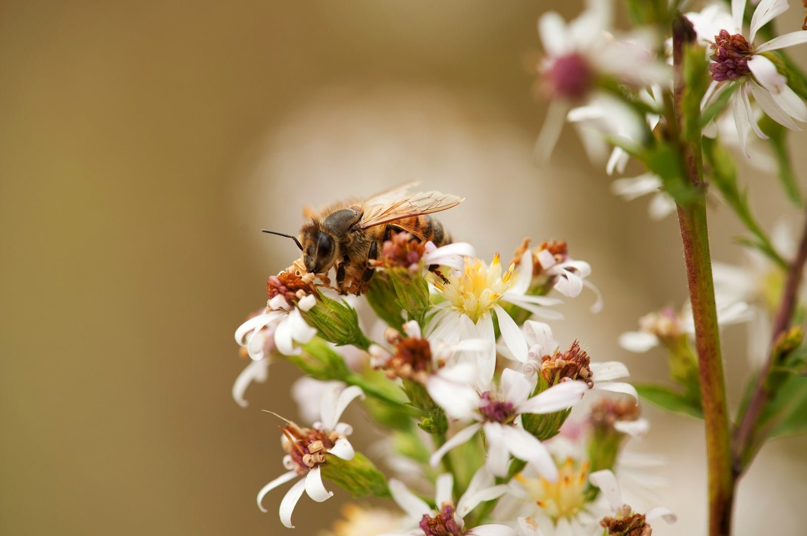 Gardening for Native Bees