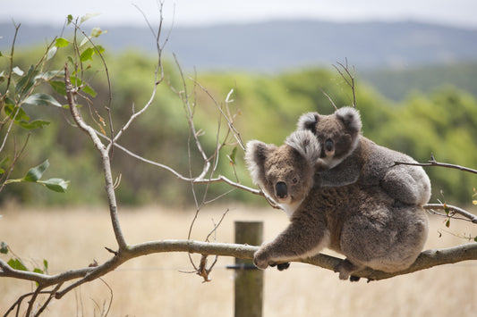 Meet the Koala