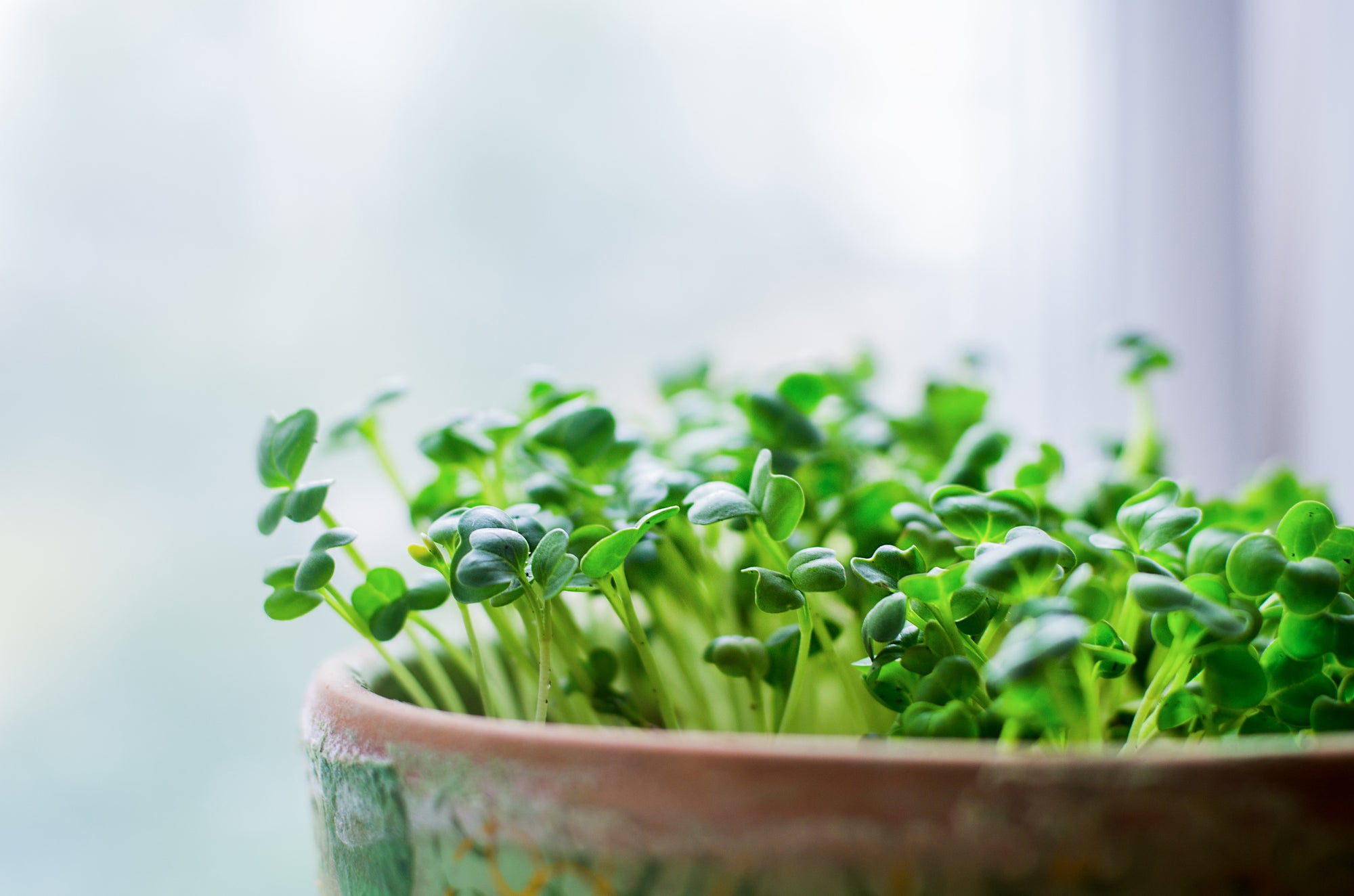 Grow Sprouts and Microgreens for Fresh Food in Winter