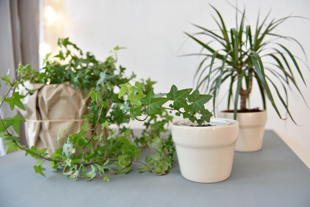 Must-Have Indoor Plants & Why You Need Them