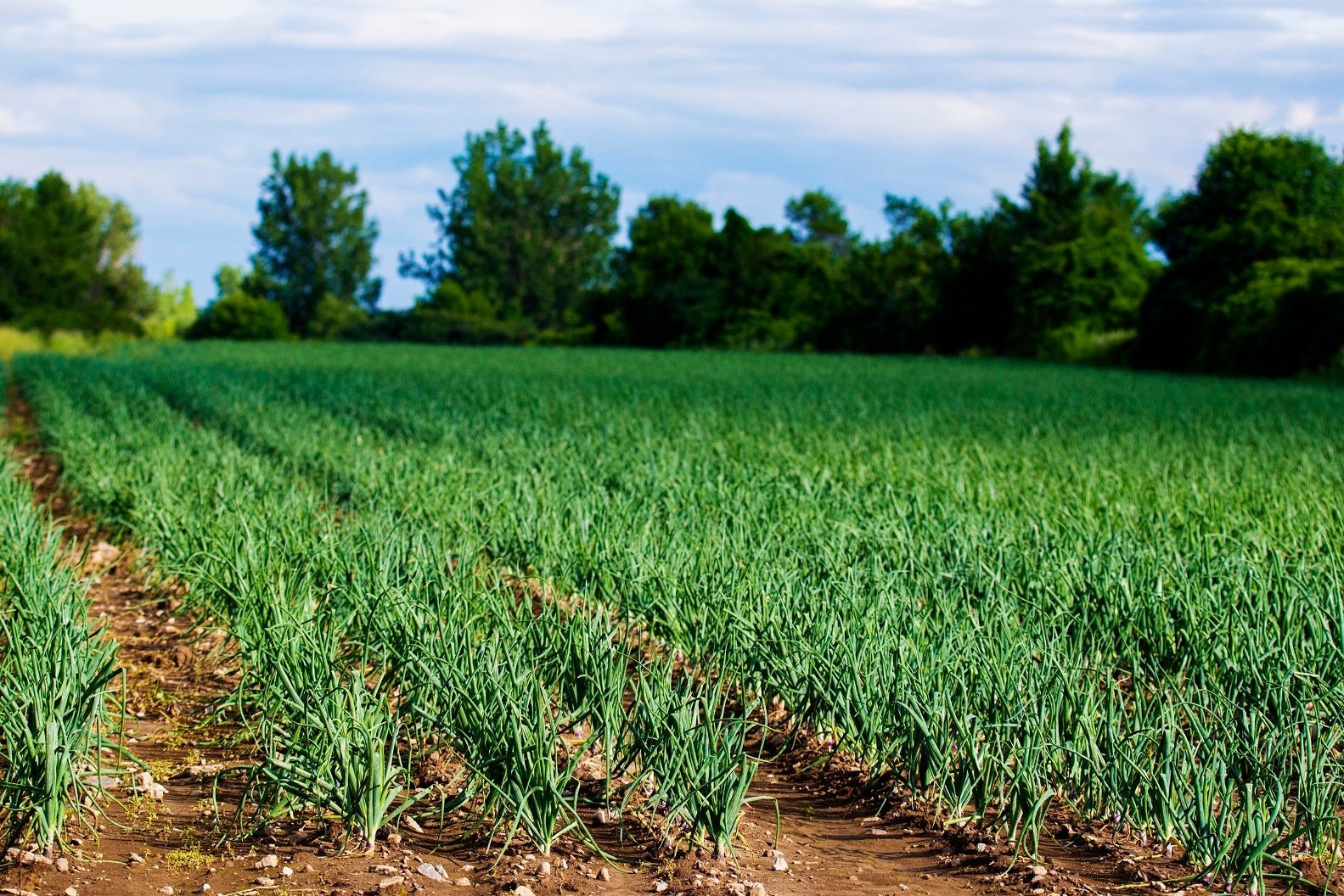 But Can Organic Farming Feed the World?