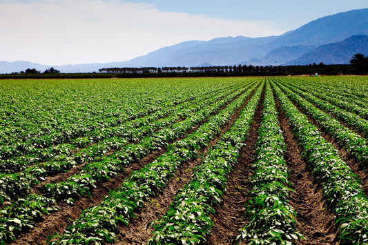 Growing Sweet Corn in Your Organic Garden