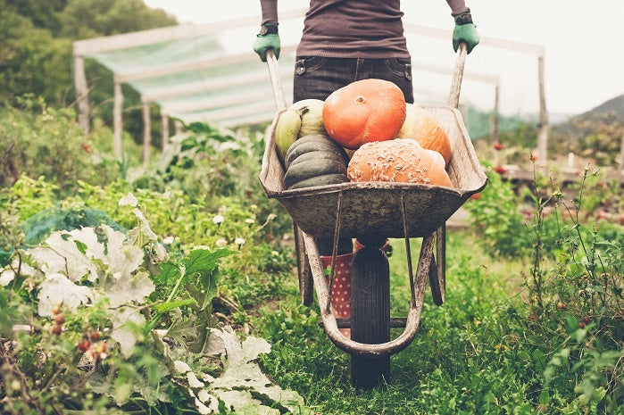 6 Organic Gardening Tips for October