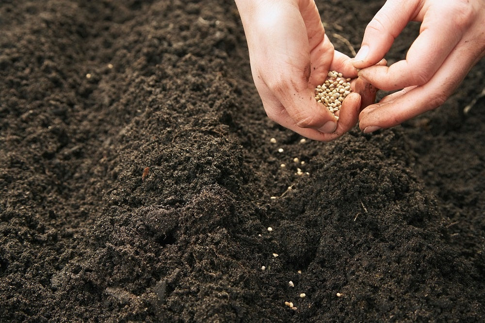 Organic Seeds: The Future of Organic Food
