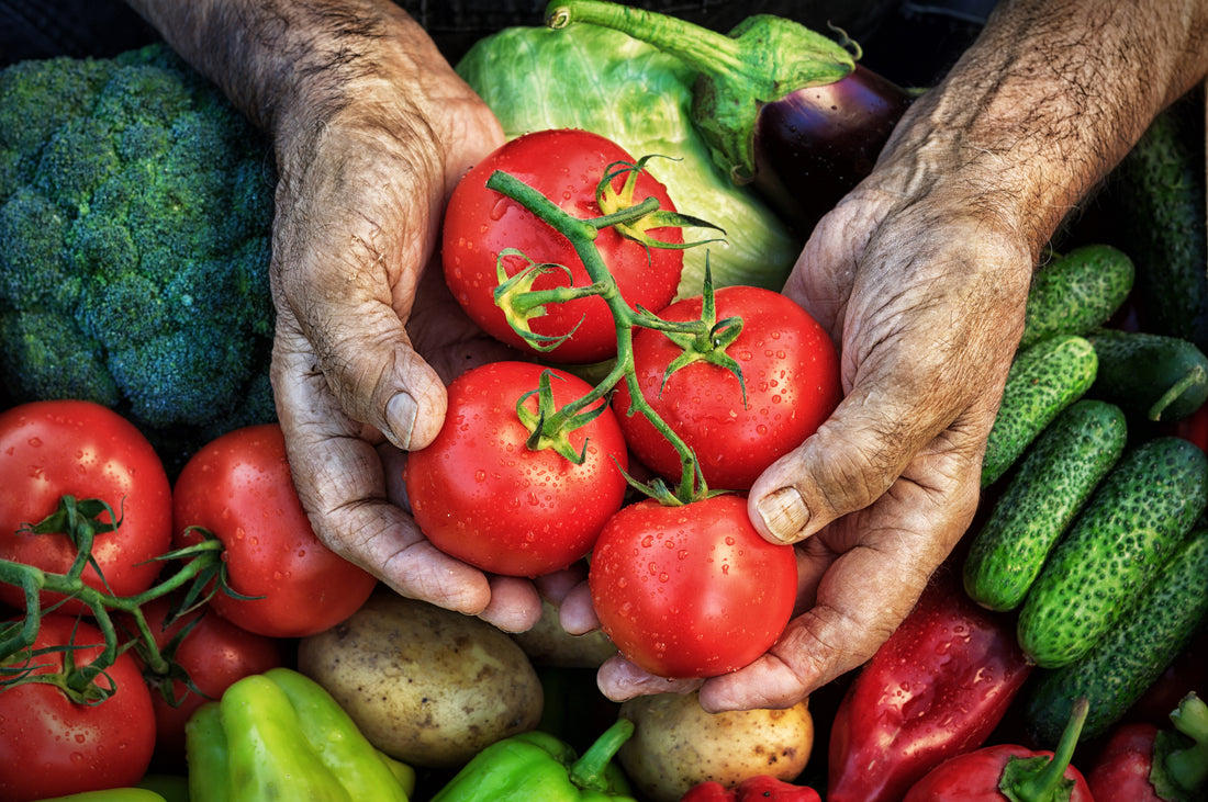 How to Grow Luscious, Organic Tomatoes