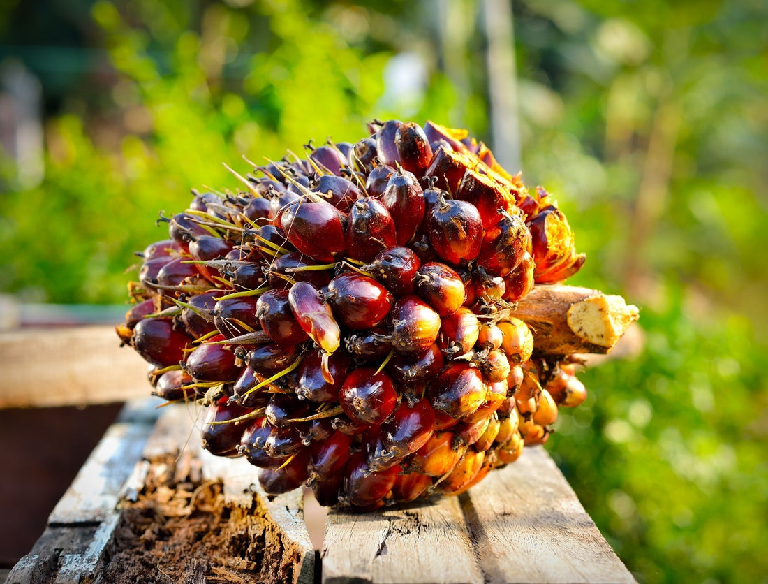 The Palm Oil Debate: What You Need to Know