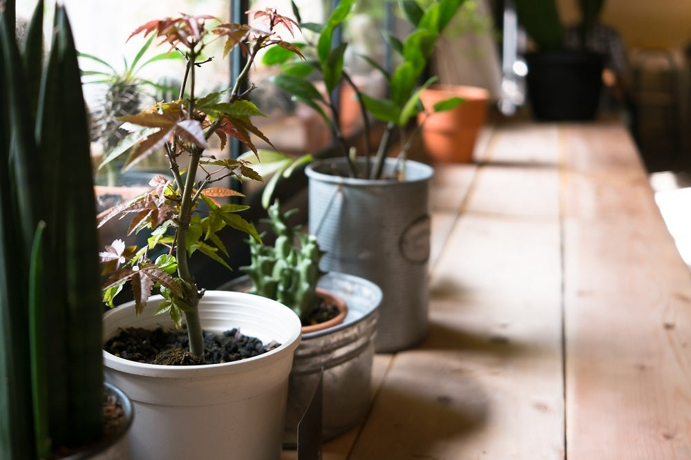 7 Indoor Gardening Tips for Thriving Houseplants