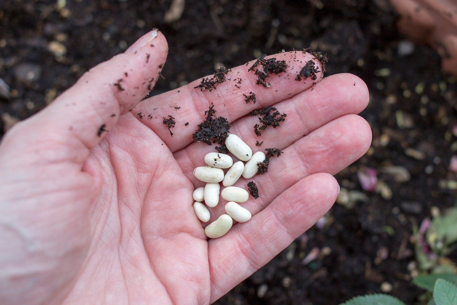 The Difference Between Heirloom, Open Pollinated, and Hybrid Organic Seeds