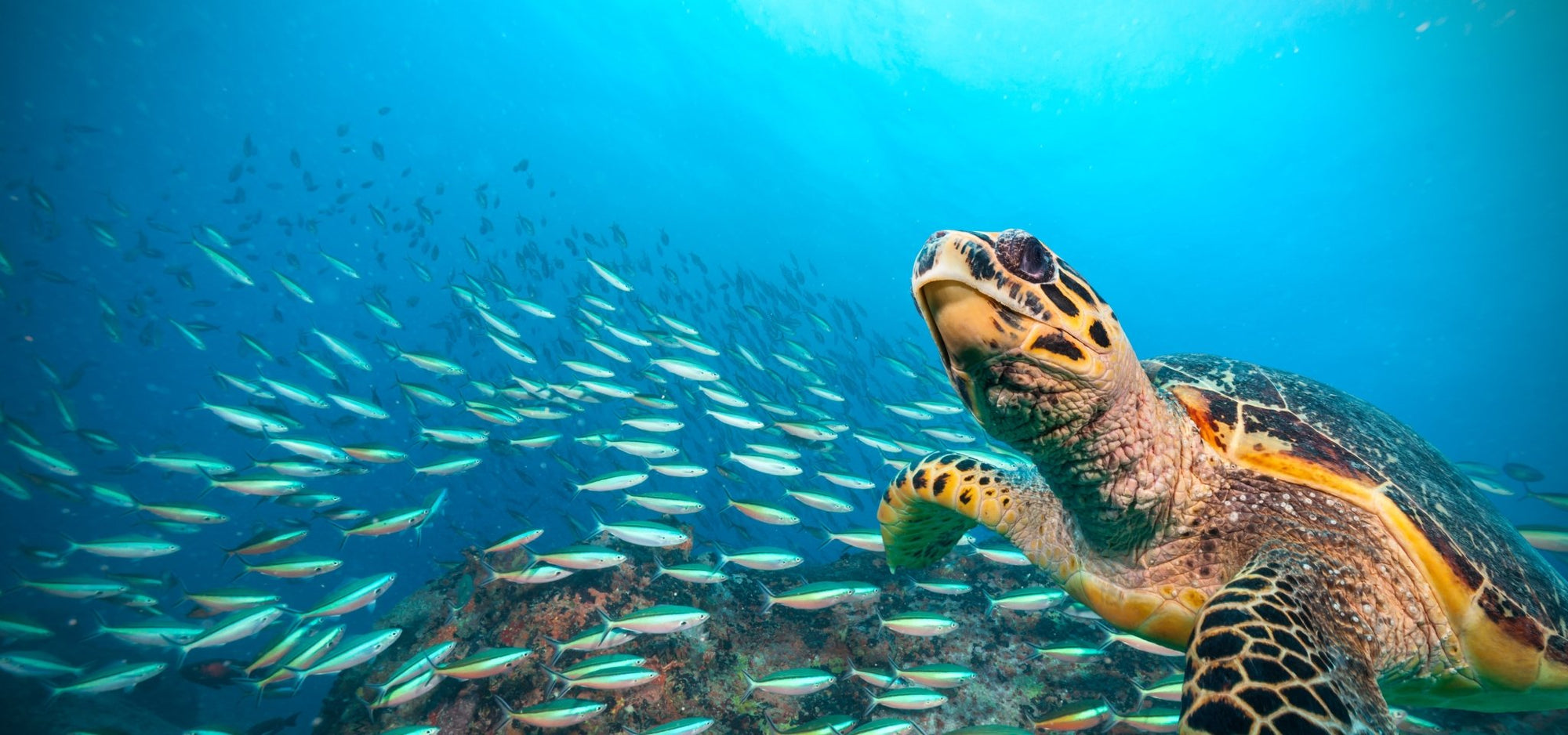 Help Save Sea Turtles with SEE Turtles