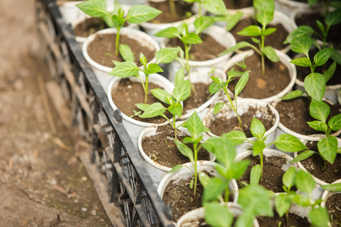 Should You Plant Seeds or Starts in Your Organic Garden?