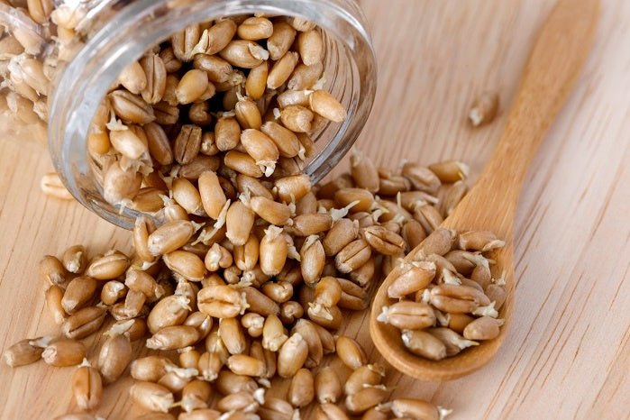 The Health Benefits of Sprouted Grains