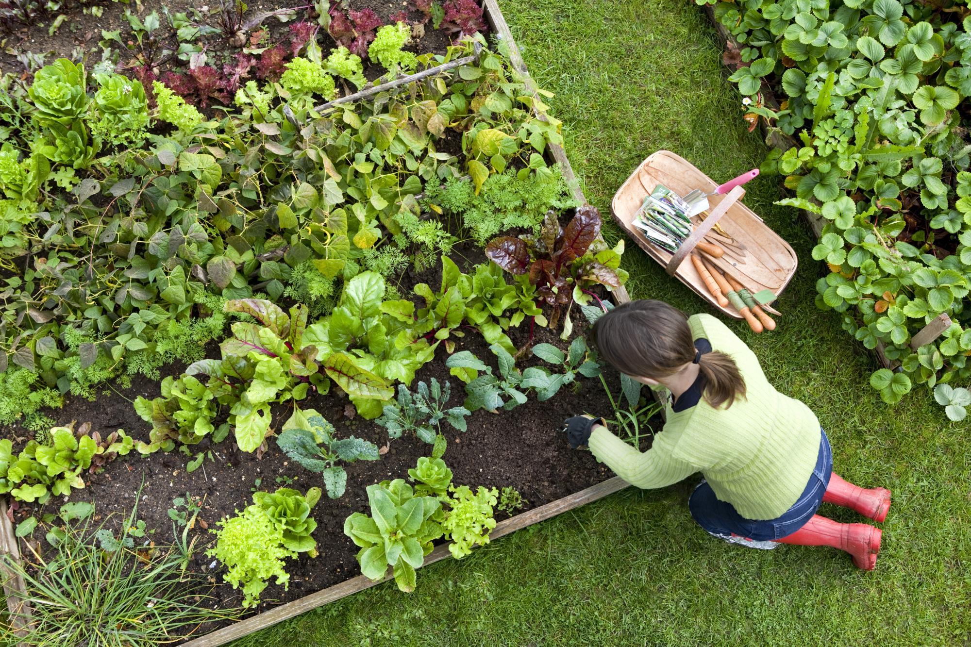 Start Your Garden Season with Organic Greens