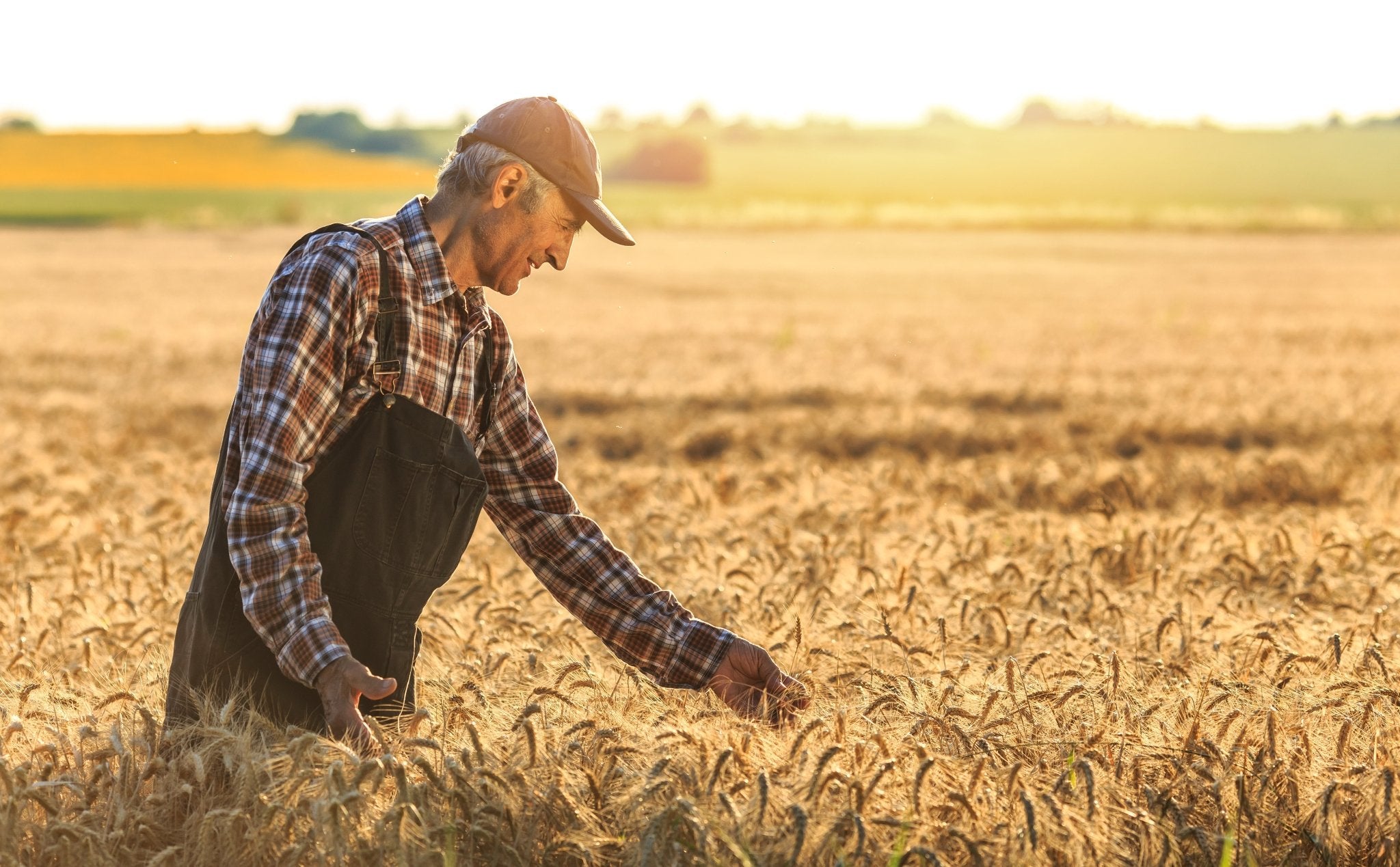 The Difference Between Whole Grain and Whole Wheat