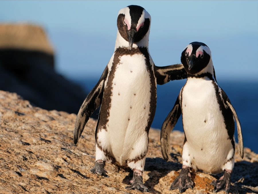 Proteger los pingüinos
