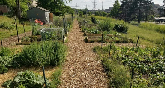 NEXUS Community Garden and Urban Farm 