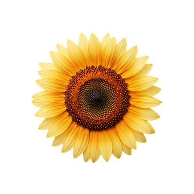 Sunflower oil
